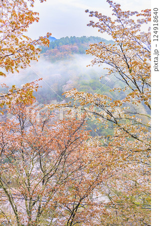 桜満開の世界遺産 早朝の吉野山 桜満開の世界遺産 早朝の吉野山 124918640