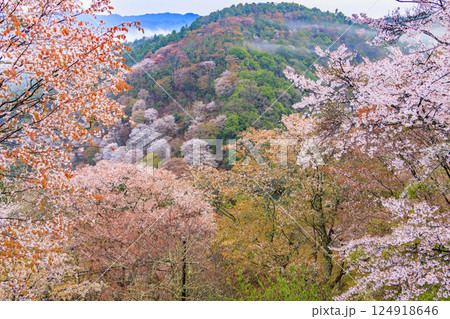 桜満開の世界遺産 早朝の吉野山 桜満開の世界遺産 早朝の吉野山 124918646