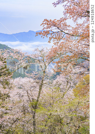 桜満開の世界遺産　早朝の吉野山 124918652