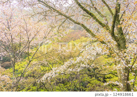 桜満開の世界遺産　早朝の吉野山 124918661