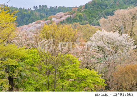 桜満開の世界遺産 早朝の吉野山 桜満開の世界遺産 早朝の吉野山 124918662