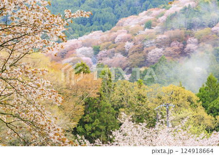 桜満開の世界遺産　早朝の吉野山 124918664