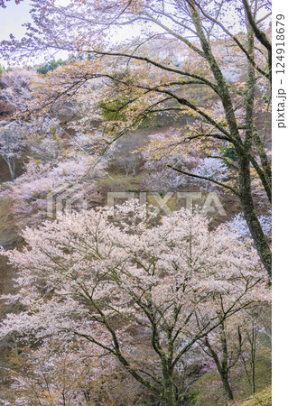 桜満開の世界遺産 早朝の吉野山 桜満開の世界遺産 早朝の吉野山 124918679