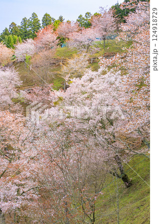 桜満開の世界遺産　早朝の吉野山 124918729