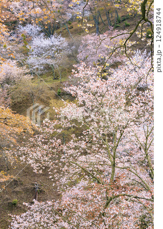 桜満開の世界遺産　早朝の吉野山 124918744