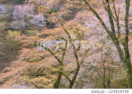 桜満開の世界遺産　早朝の吉野山 124918748