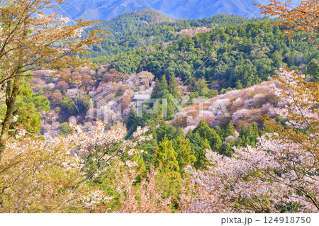 桜満開の世界遺産 早朝の吉野山 桜満開の世界遺産 早朝の吉野山 124918750