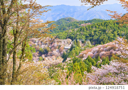 桜満開の世界遺産 早朝の吉野山 桜満開の世界遺産 早朝の吉野山 124918751