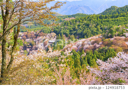 桜満開の世界遺産　早朝の吉野山 124918753