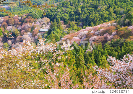 桜満開の世界遺産　早朝の吉野山 124918754