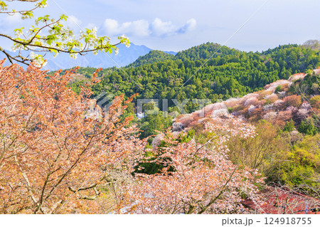 桜満開の世界遺産 早朝の吉野山 桜満開の世界遺産 早朝の吉野山 124918755