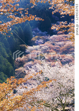 桜満開の世界遺産　早朝の吉野山 124918763