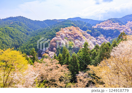 桜満開の世界遺産 早朝の吉野山 桜満開の世界遺産 早朝の吉野山 124918779