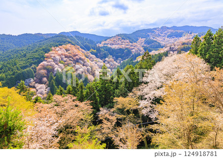 桜満開の世界遺産 早朝の吉野山 桜満開の世界遺産 早朝の吉野山 124918781