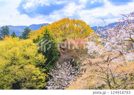 桜満開の世界遺産　早朝の吉野山 124918783