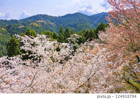 桜満開の世界遺産 早朝の吉野山 桜満開の世界遺産 早朝の吉野山 124918784