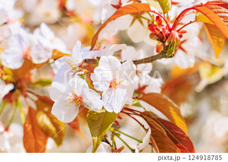 桜満開の世界遺産　早朝の吉野山 124918785