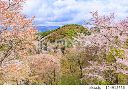 桜満開の世界遺産　早朝の吉野山 124918786