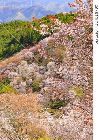 桜満開の世界遺産　早朝の吉野山 124918790
