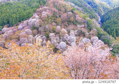 桜満開の世界遺産 早朝の吉野山 桜満開の世界遺産 早朝の吉野山 124918797