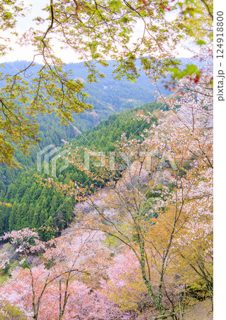 桜満開の世界遺産　早朝の吉野山 124918800