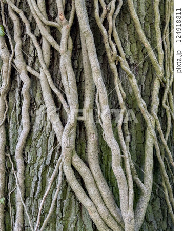 Vines growing up a tree trunk 124918811