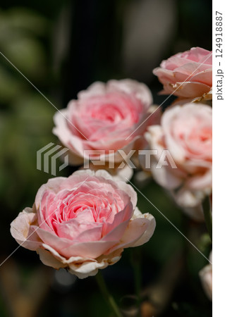 Pink beautiful blooming roses in garden, close up. 124918887