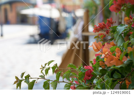ブーゲンビリアの花　Bougainvillea Flowers 124919001