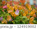 ブーゲンビリアの花　Bougainvillea Flowers 124919002