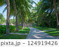 南国リゾート　Tropical Path Lined with Palm Trees  124919426