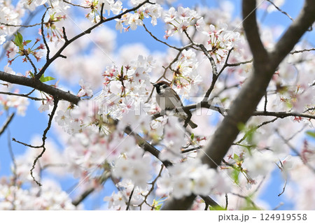 満開の桜と野鳥 スズメ 春の素材 満開の桜と野鳥 スズメ 春の素材 124919558