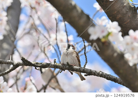満開の桜と野鳥 スズメ 春の素材 満開の桜と野鳥 スズメ 春の素材 124919576