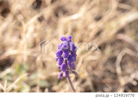 朝露に濡れたムスカリの花 朝露に濡れたムスカリの花 124919770
