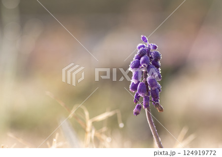 朝露に濡れたムスカリの花 124919772