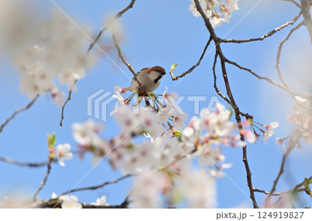 満開の桜とニュウナイスズメ　（オス） 124919827
