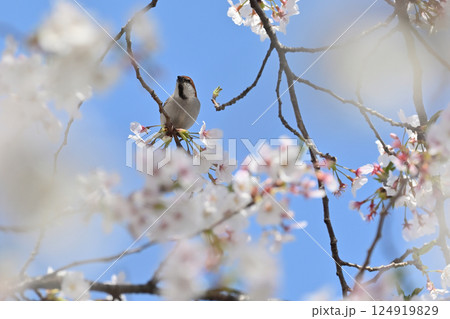 満開の桜とニュウナイスズメ　（オス） 124919829