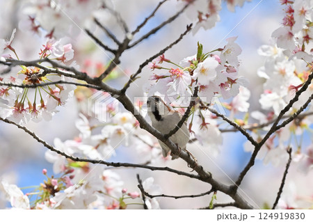 満開の桜とニュウナイスズメ (オス) 満開の桜とニュウナイスズメ (オス) 124919830
