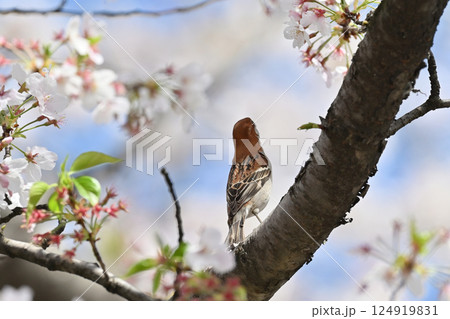 満開の桜とニュウナイスズメ (オス) 満開の桜とニュウナイスズメ (オス) 124919831