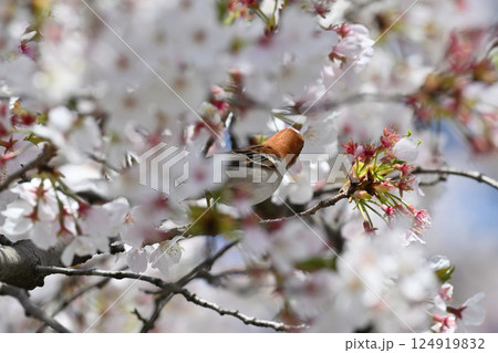 満開の桜とニュウナイスズメ (オス) 満開の桜とニュウナイスズメ (オス) 124919832