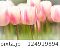 ピンクのチューリップ 124919894