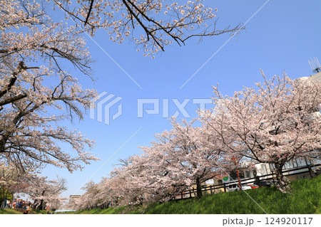 春の高田千本桜の桜 ( 奈良県 大和高田市 ) 春の高田千本桜の桜 ( 奈良県 大和高田市 ) 124920117