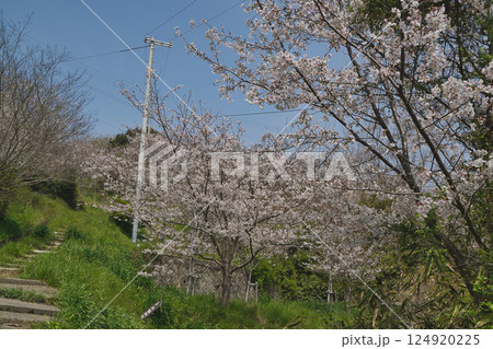 瀬戸内に春を告げるソメイヨシノ桜 124920225