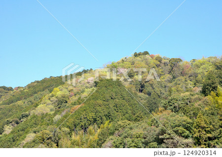 山桜咲く里山 124920314