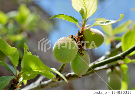 梅の実 124920315
