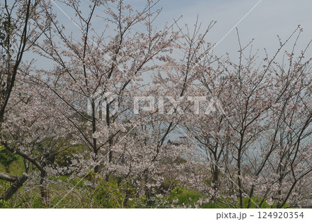 瀬戸内に春を告げるソメイヨシノ桜 瀬戸内に春を告げるソメイヨシノ桜 124920354