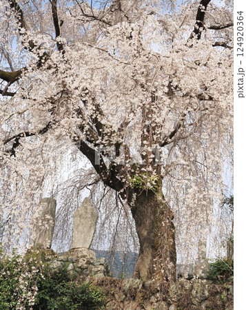 山梨県　満開になった推定樹齢約200年の桜の花びらの春の風景　3月 124920364