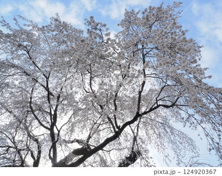 山梨県　青空に映える満開の桜　3月 124920367