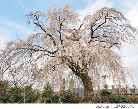 山梨県　原間の糸桜　3月 124920370