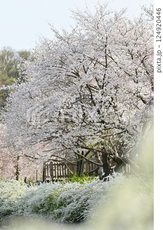 春の風景　湖に咲く満開の桜並木と菜の花・ユキヤナギ 124920446
