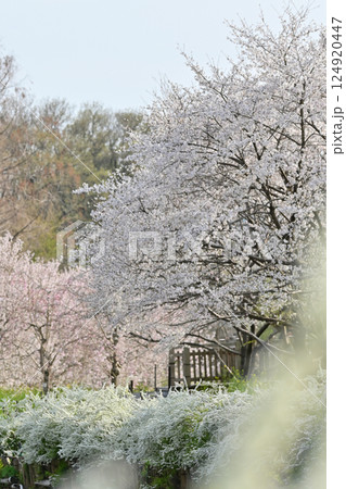 春の風景 湖に咲く満開の桜並木と菜の花・ユキヤナギ 春の風景 湖に咲く満開の桜並木と菜の花・ユキヤナギ 124920447